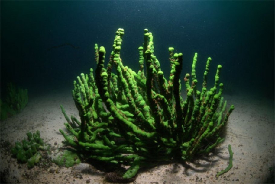 Водоросли озера Байкал