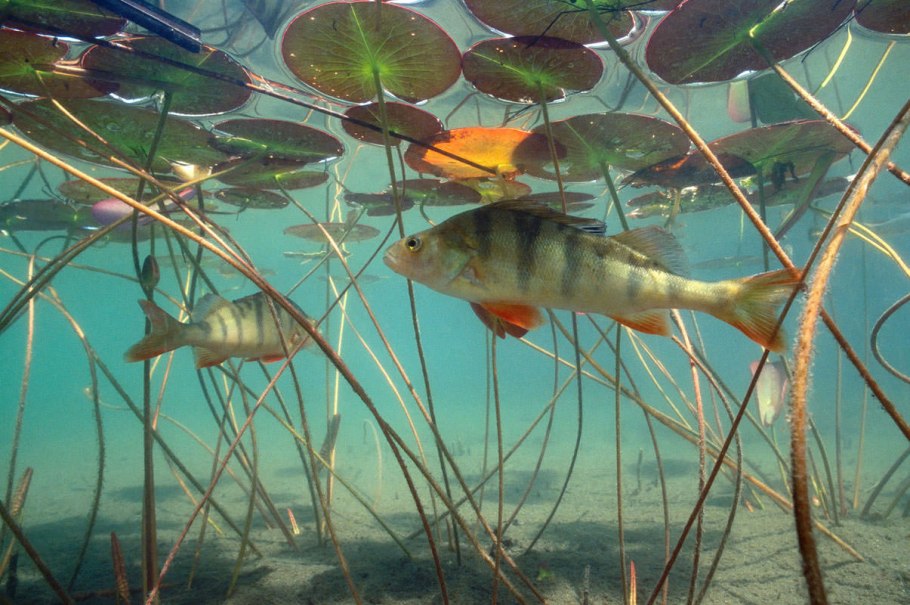 Подводный мир реки Волга