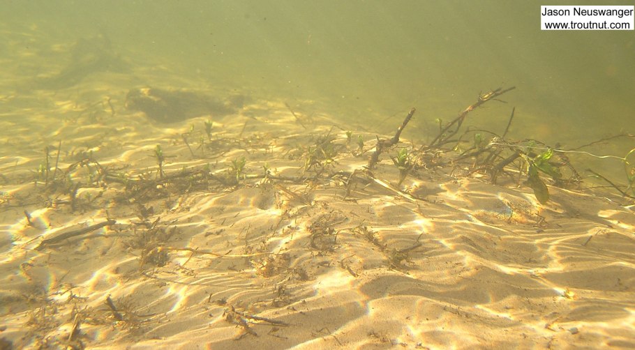 Водоросли черного моря Зостера