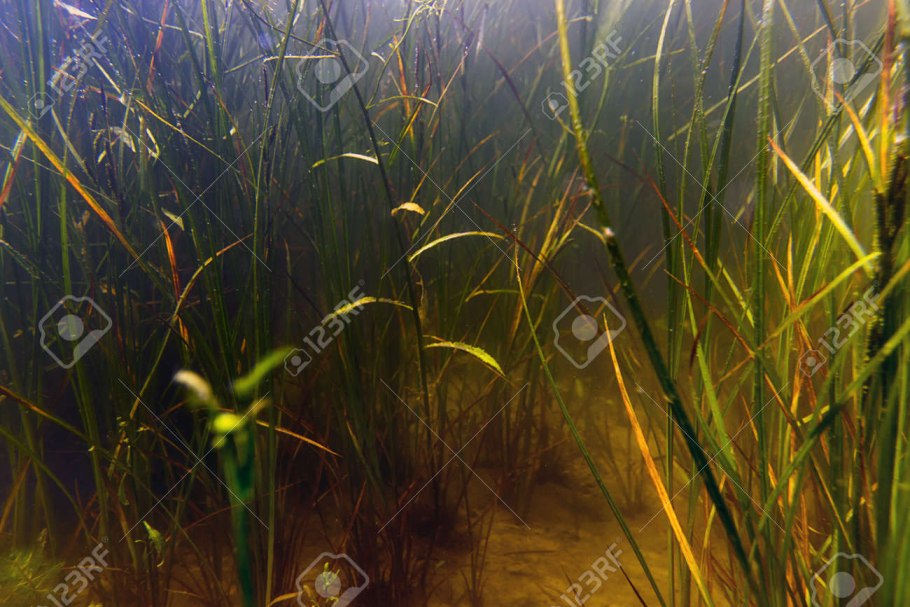 Европейский сом людоед