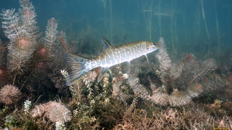 Зостера взморник