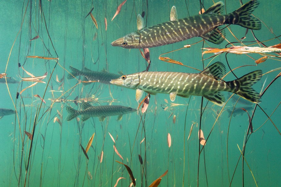 Рыба в реке