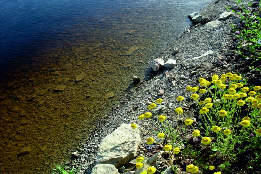 Речной окунь стая