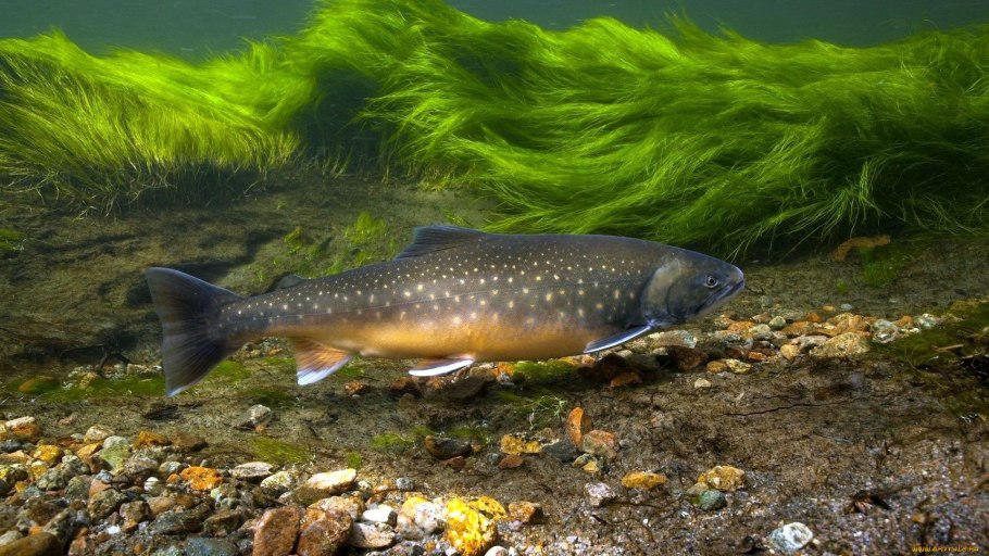 Щука в коряжнике