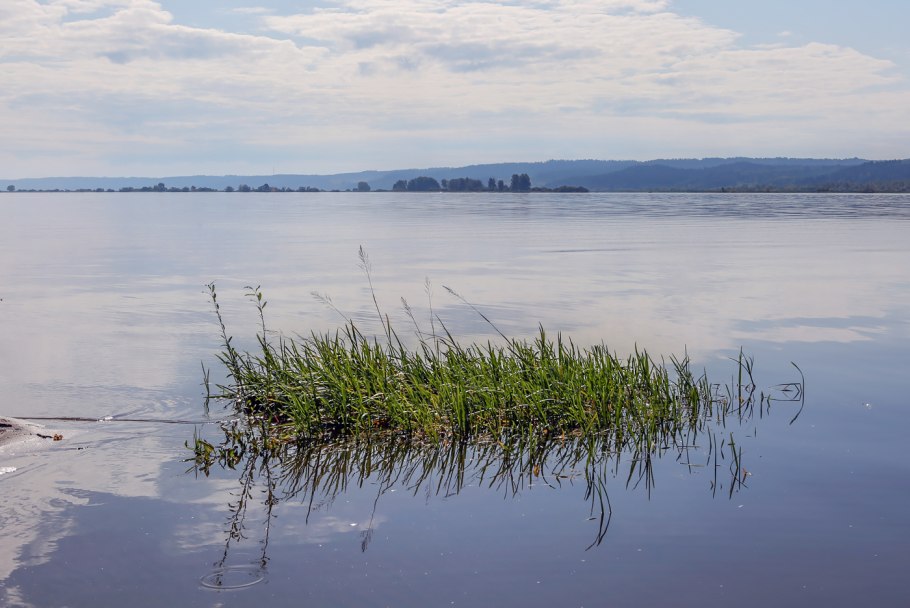 Прибрежная Флора реки Кама