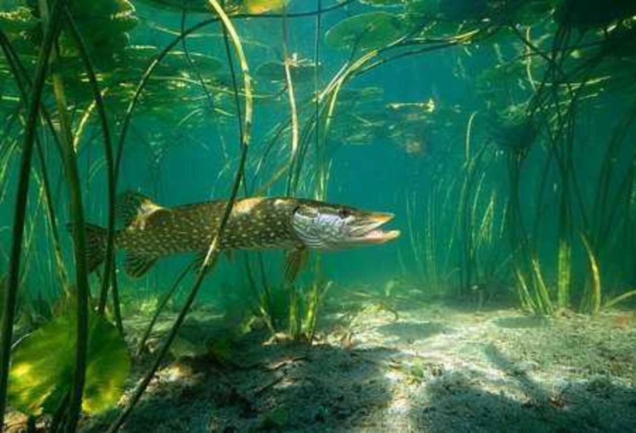 Стрелолист обыкновенный