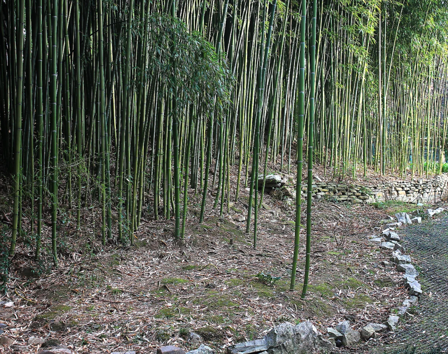 Бамбук для презентации
