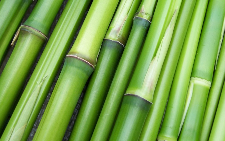 Проростки бамбука