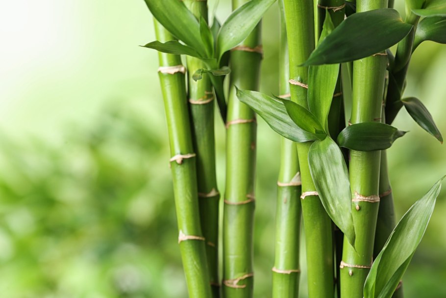 Бамбук Phyllostachys pubescens