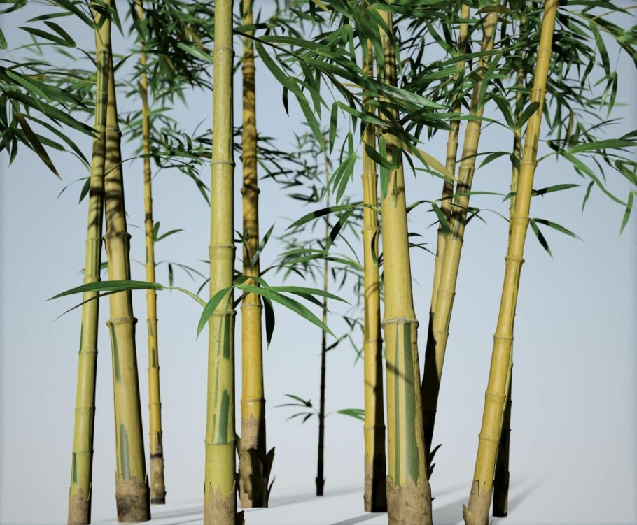 Структура волокон бамбука