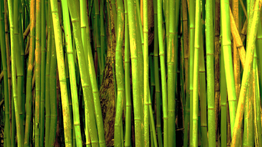 Бамбук травка
