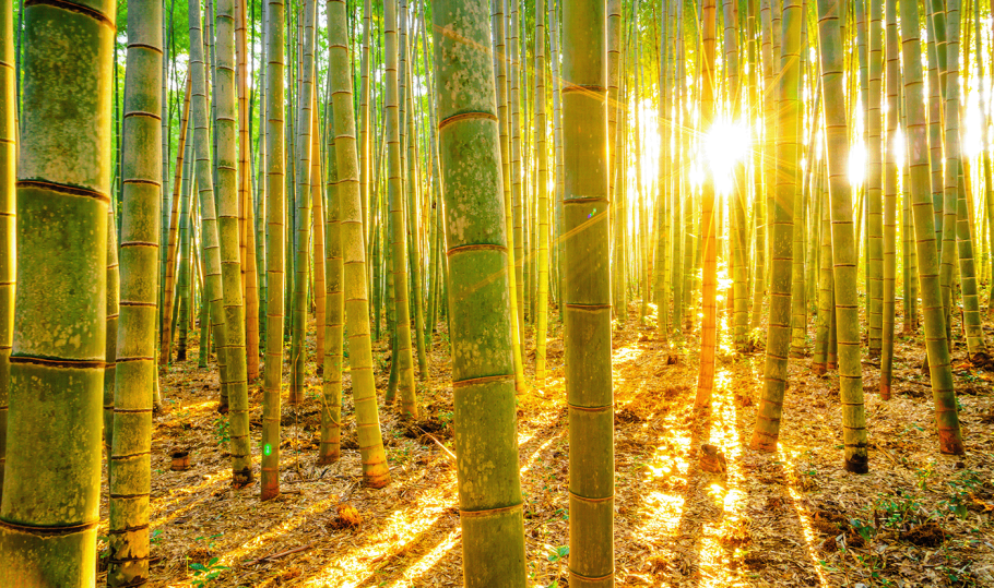 Бамбуковый лес Сагано Япония