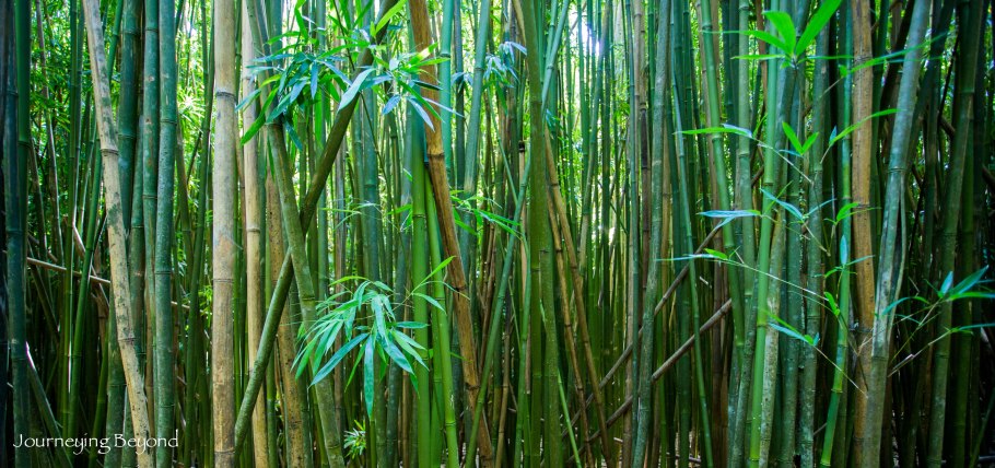 Таманский бамбук