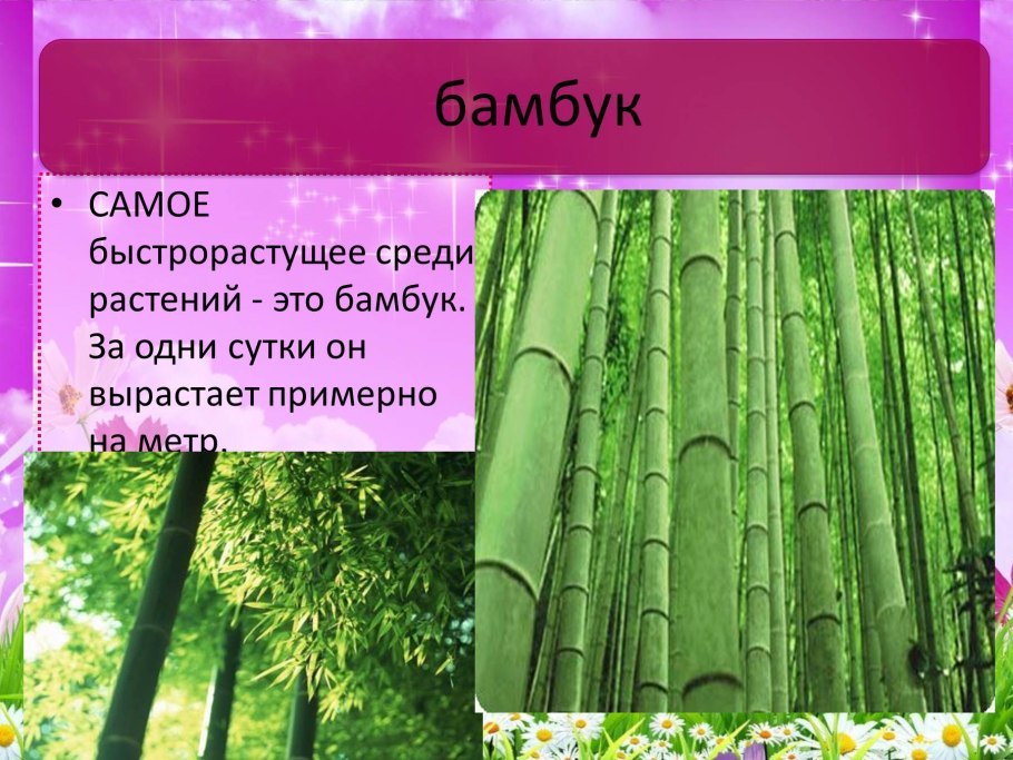 Таманский бамбук