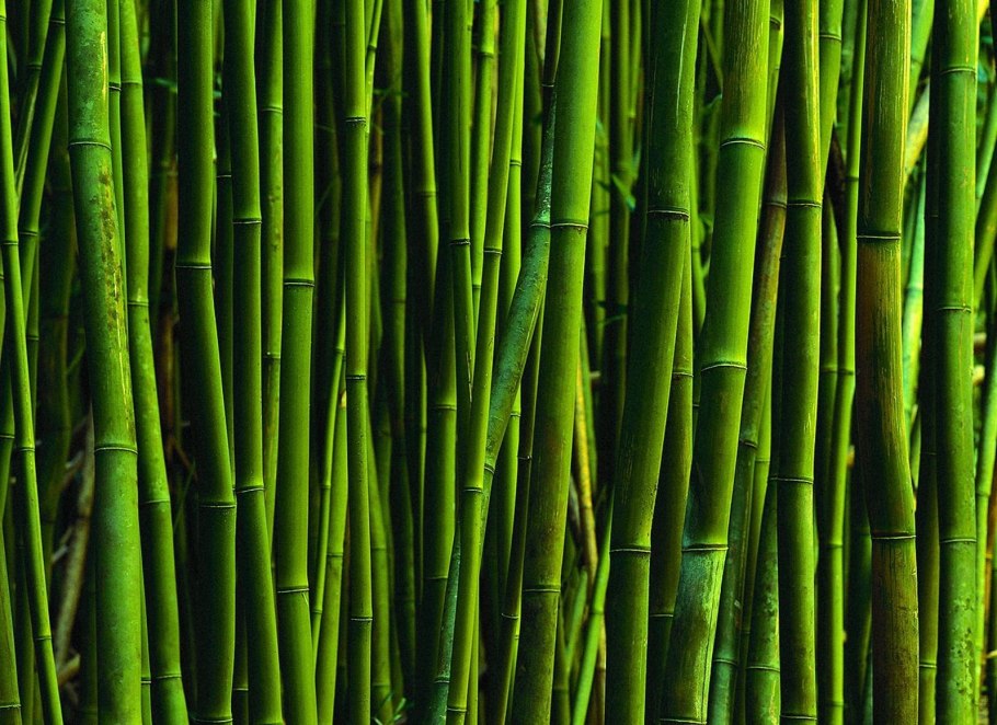 Бамбук Широшима