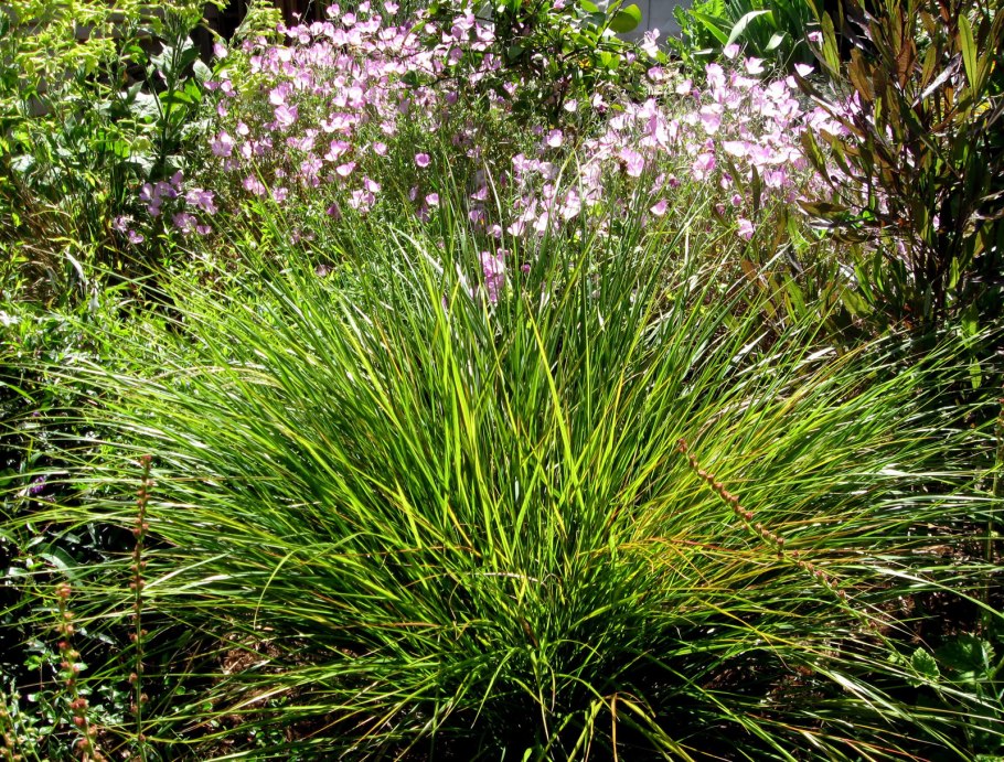 Многолетники теневые злаки