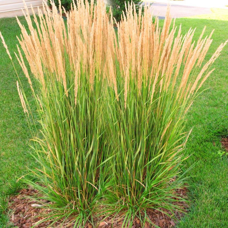 Calamagrostis acutiflora Avalanche