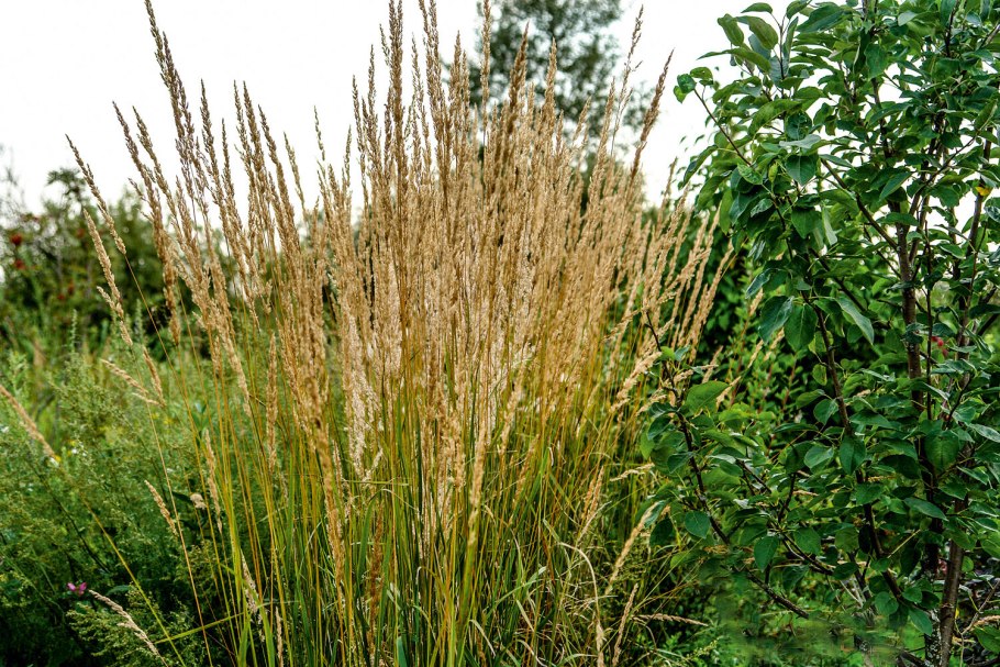 Полевые культуры (овёс, кукуруза, ячмень)