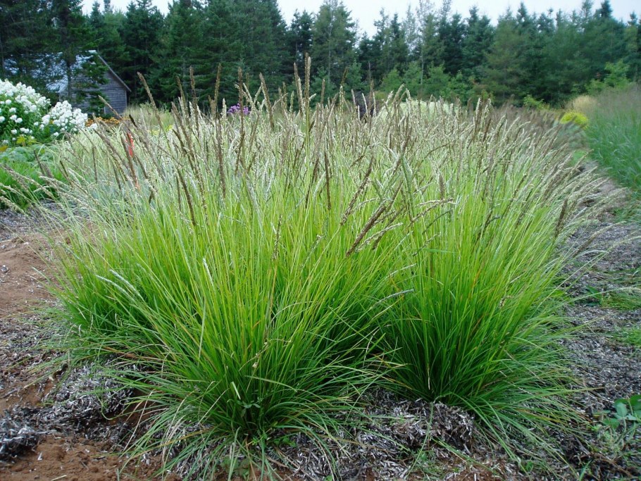 Вейник остроцветковый Карл Форстер