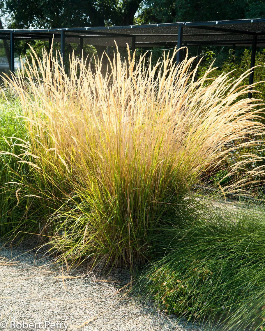 Вейник коротковолосистый