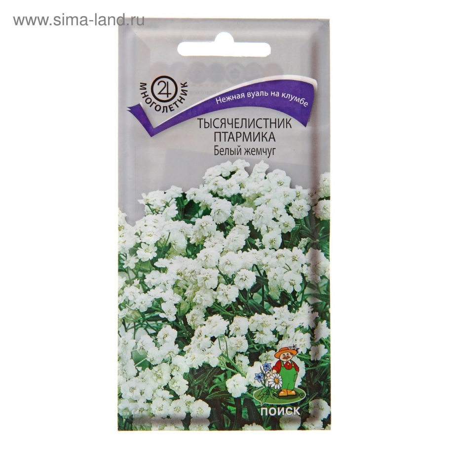 Тысячелистник птармика (Achillea ptarmica)