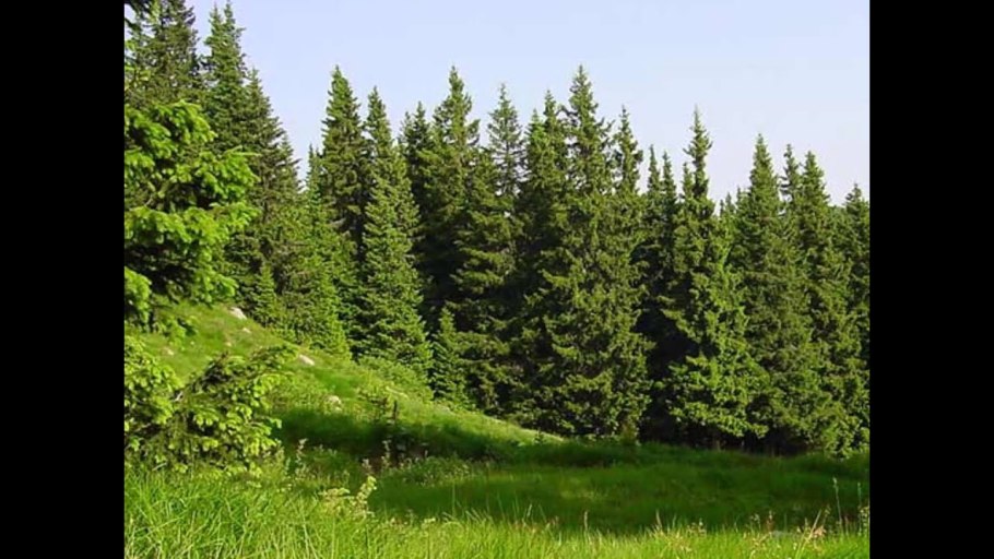 Хвойный лес Костромской области