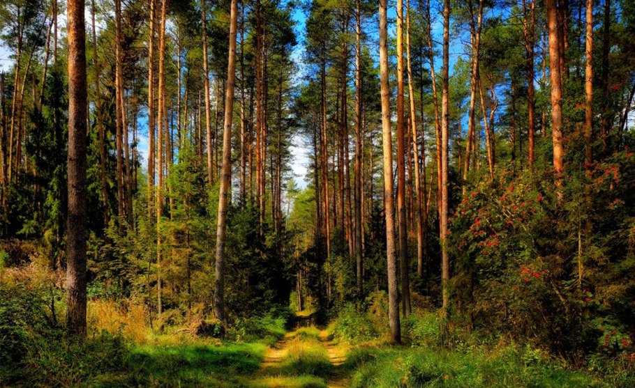 Хвойный лес