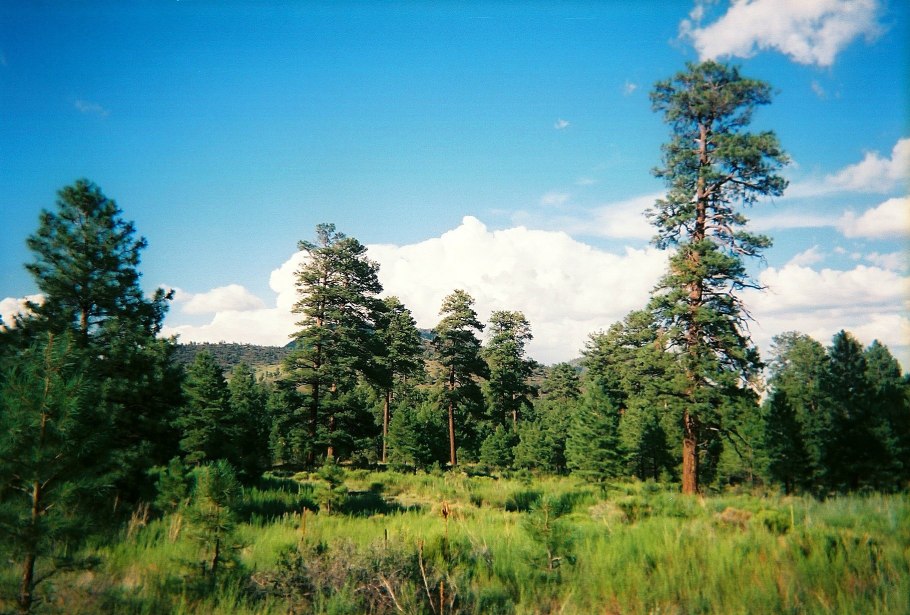 Лес Сосновый Бор Новокузнецк
