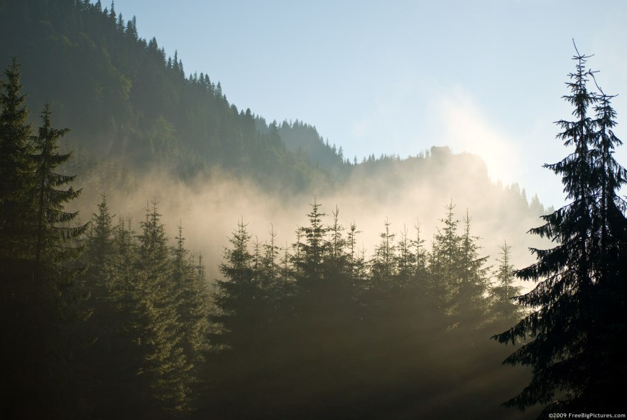 Обои еловый лес