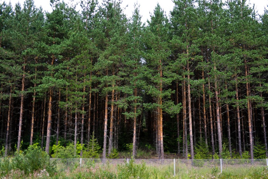 Лес Шварцвальд в тумане