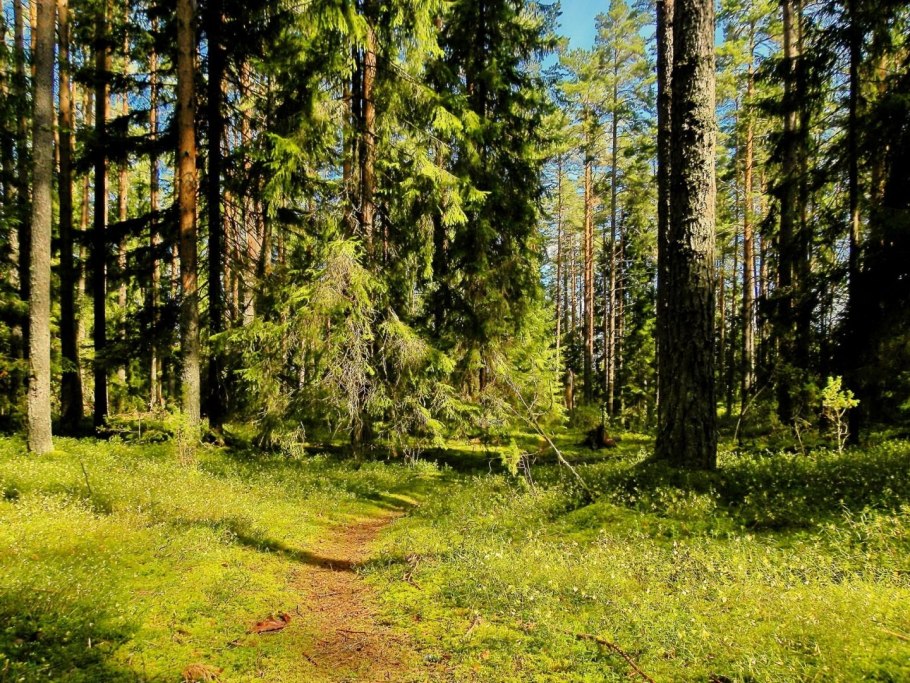 Темнохвойная пихта