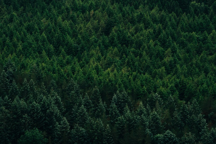 Верхушки деревьев