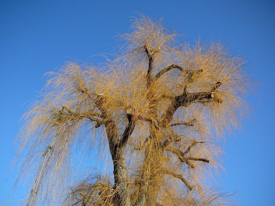 Формирование ивы плакучей