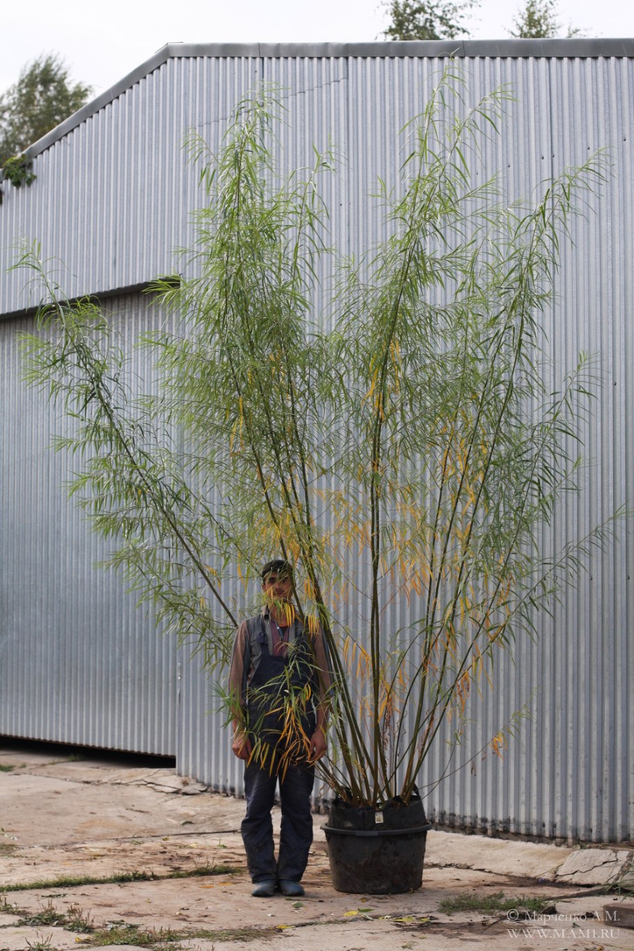 Ива Шверина куст