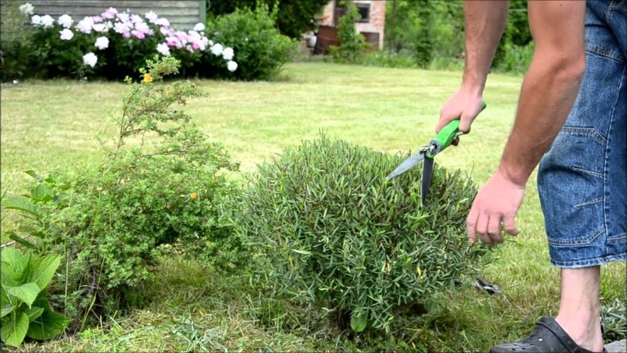 Ива ломкая (шаровидная) Salix fragilis