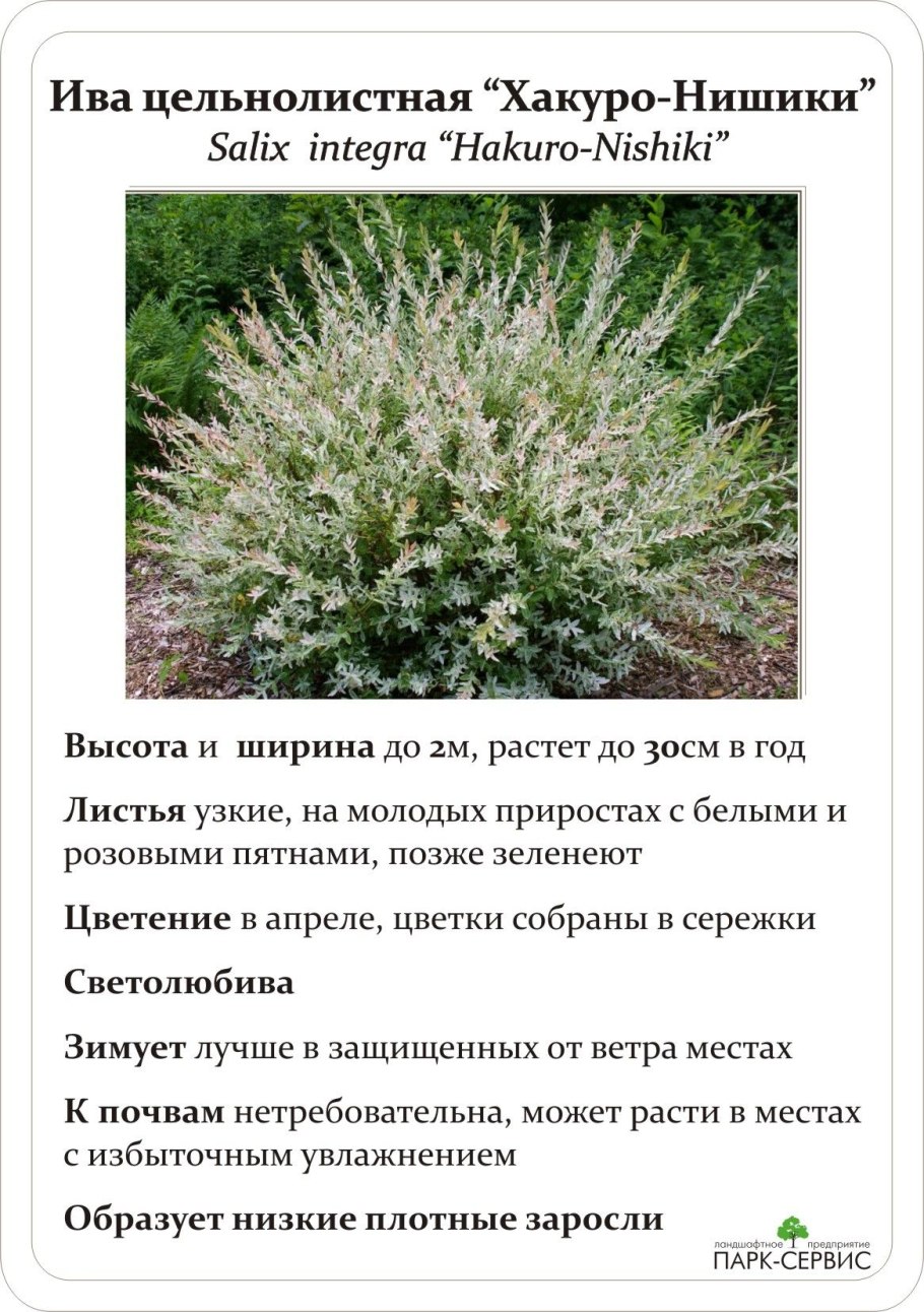 Кустарники плачущие деревья