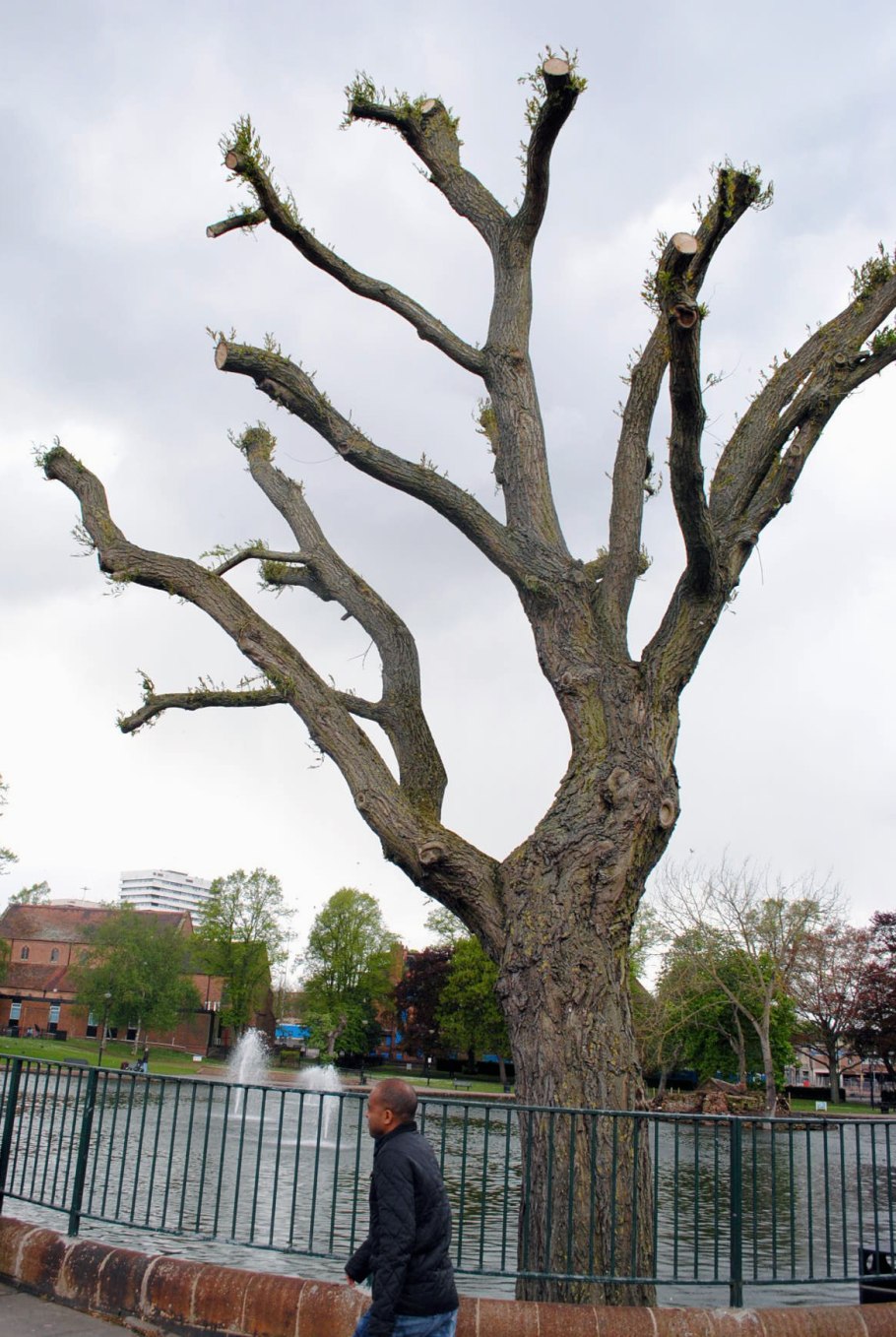 Подрезанные деревья