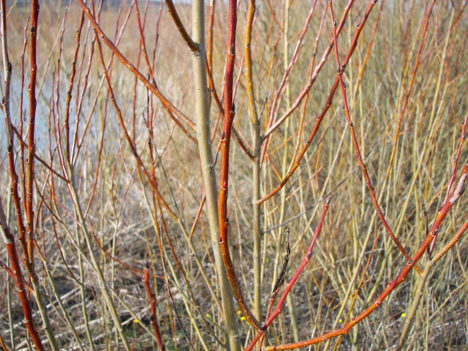 Ива Salix Alba 'vitellina'.