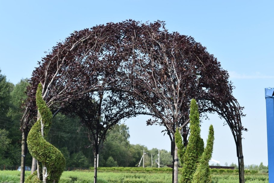 Ива ломкая шаровидная