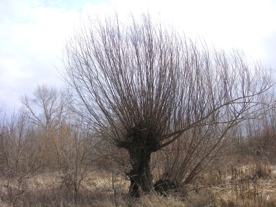 Ива белая выдерживает ли подтопление