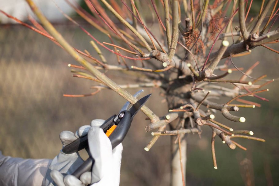 Формировка ивы на штамб