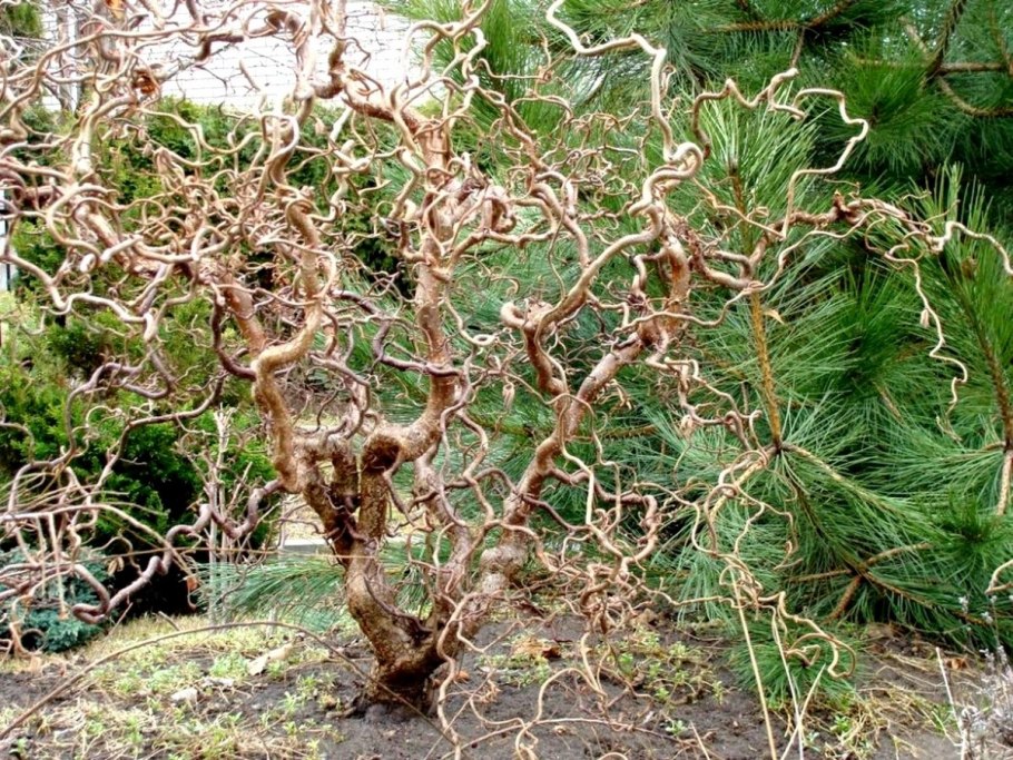 Вишня шаровидная Умбракулифера