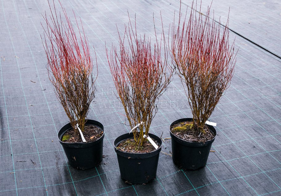 Ива ломкая шаровидная Булата