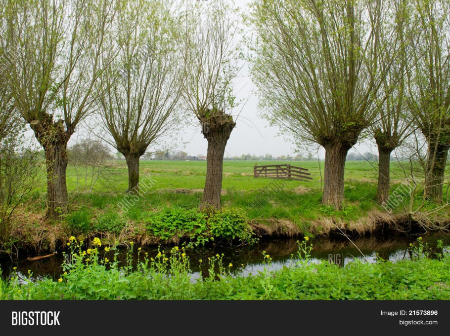 Ива гибридная Плакучий Гном
