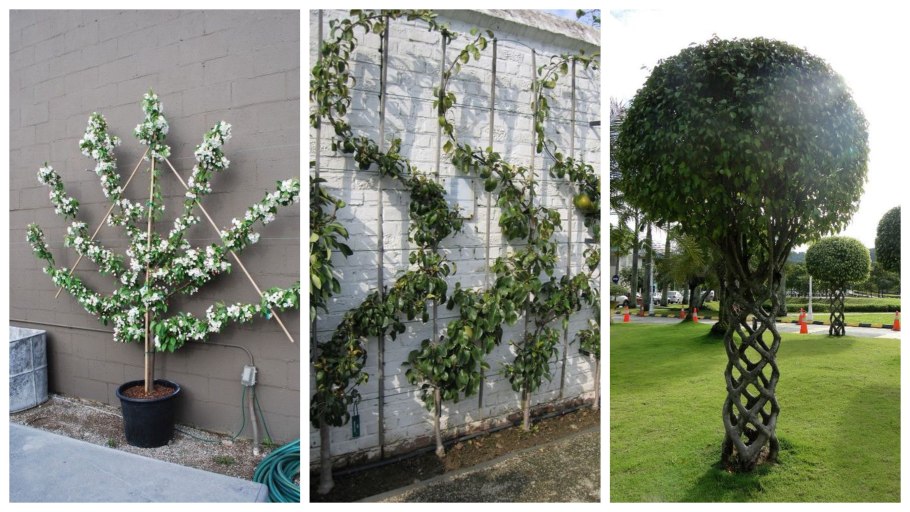 Ива Поллард