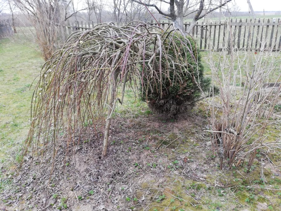 Груша иволистная