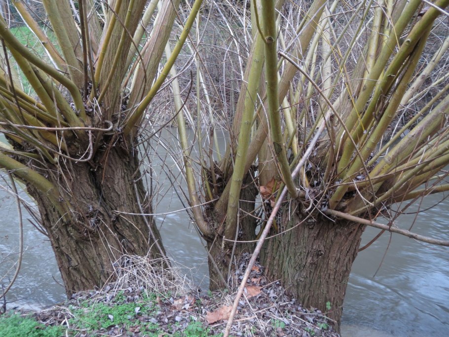 Береза повислая Юнги Betula pendula Youngii