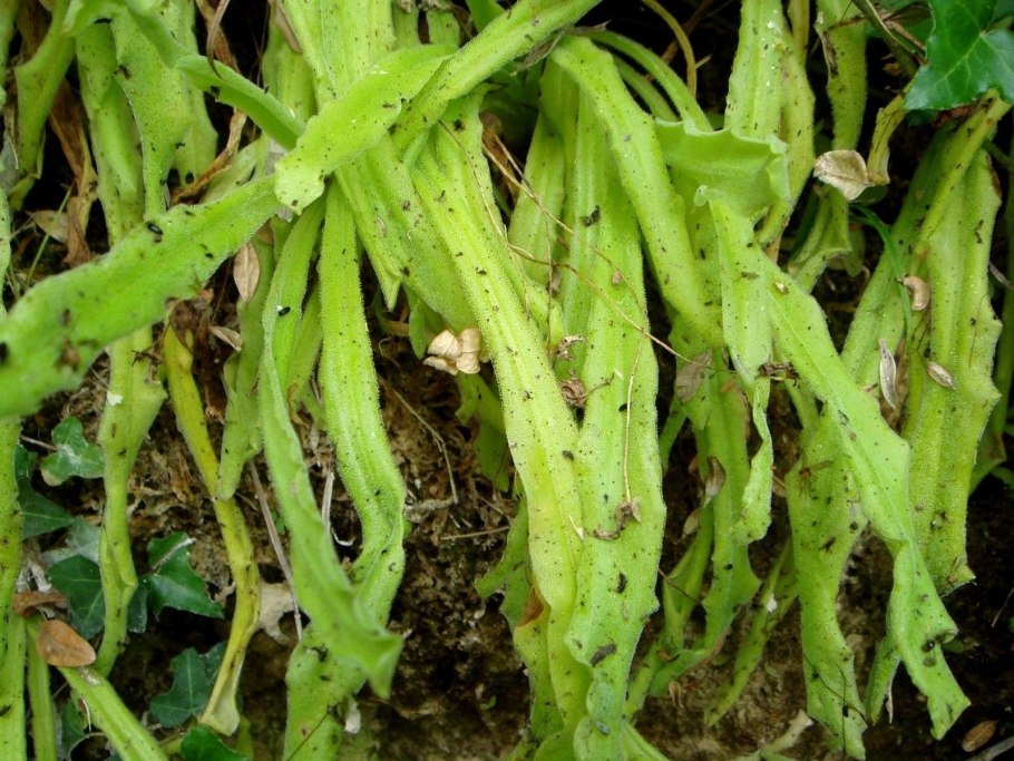 Cryptocoryne lutea