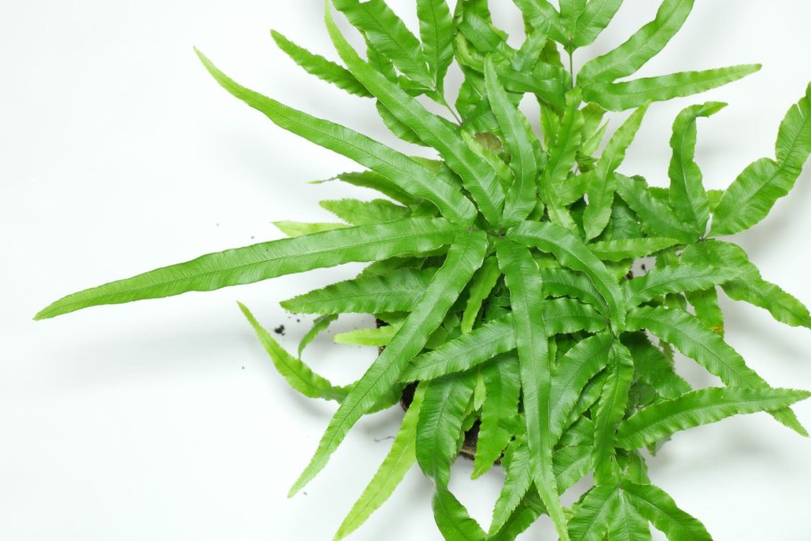 Pinguicula longifolia
