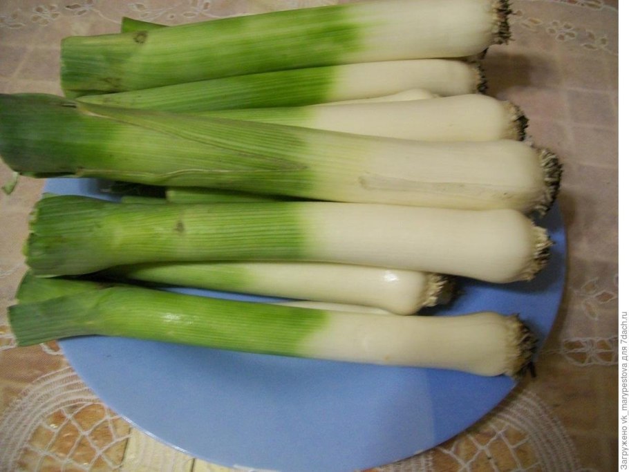 Лук порей большой куст